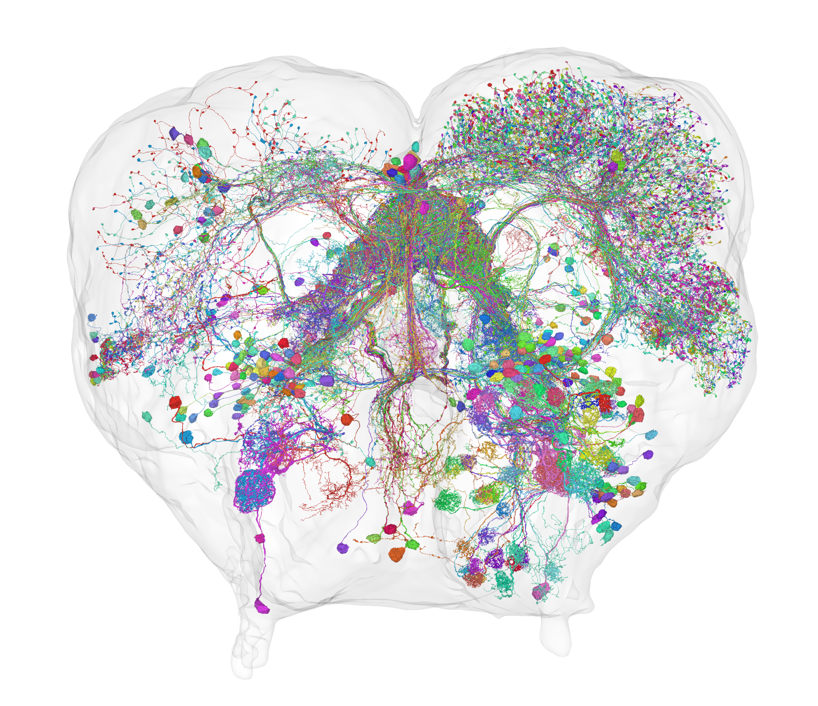 CRANT Brain Dataset Overview